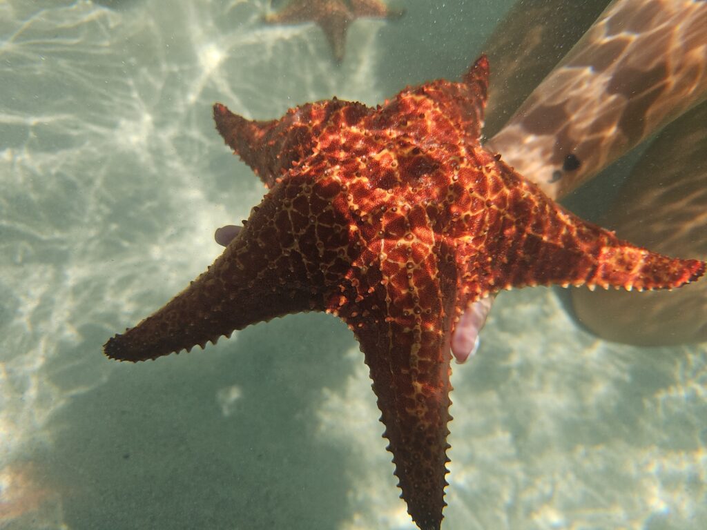 Starfish Point in Grand Cayman 