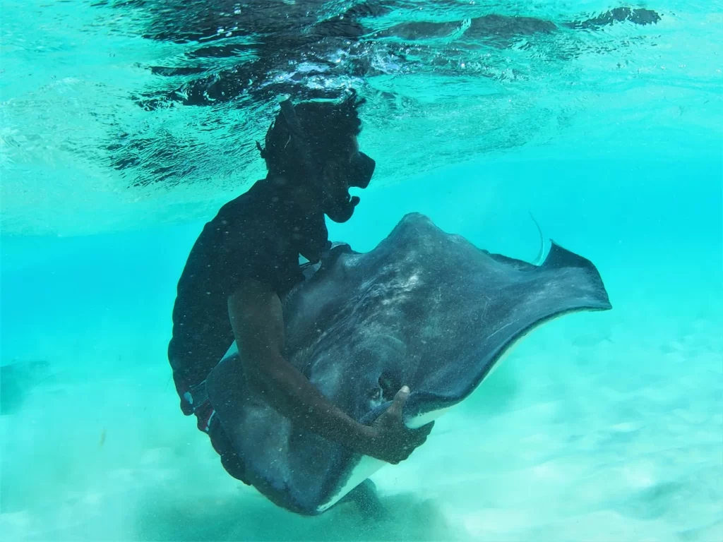 
Stingray Wranglers