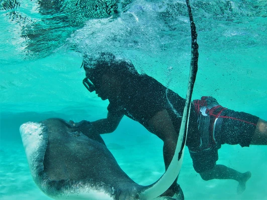 Stingray Wranglers